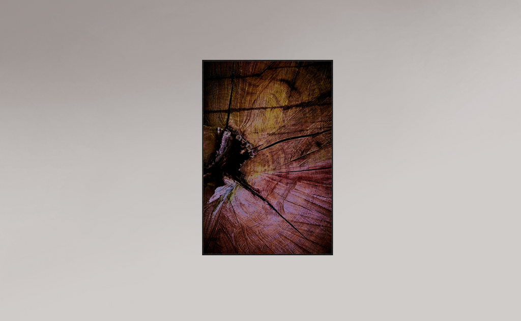 Palaeoptera (r)
