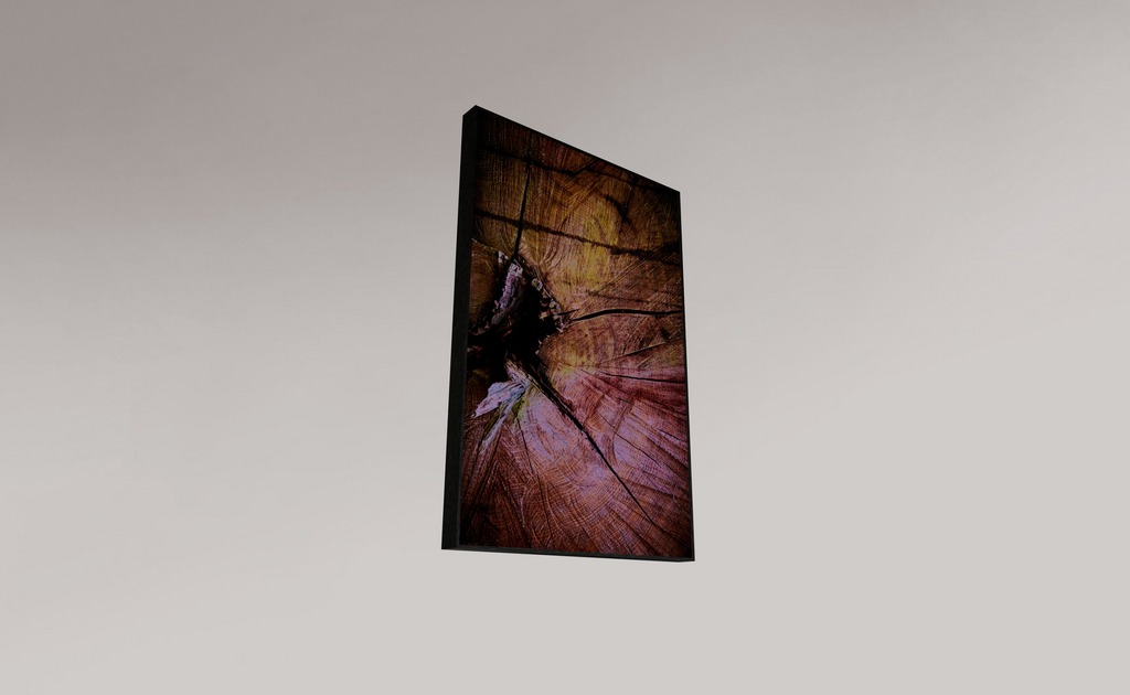 Palaeoptera (r)