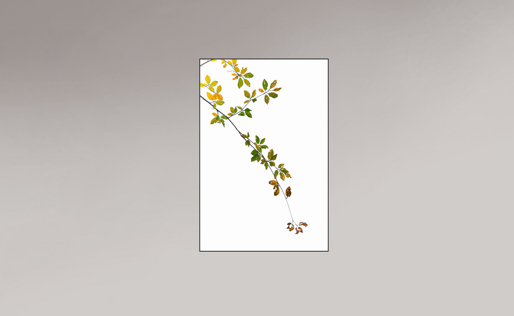 caterpillar feed