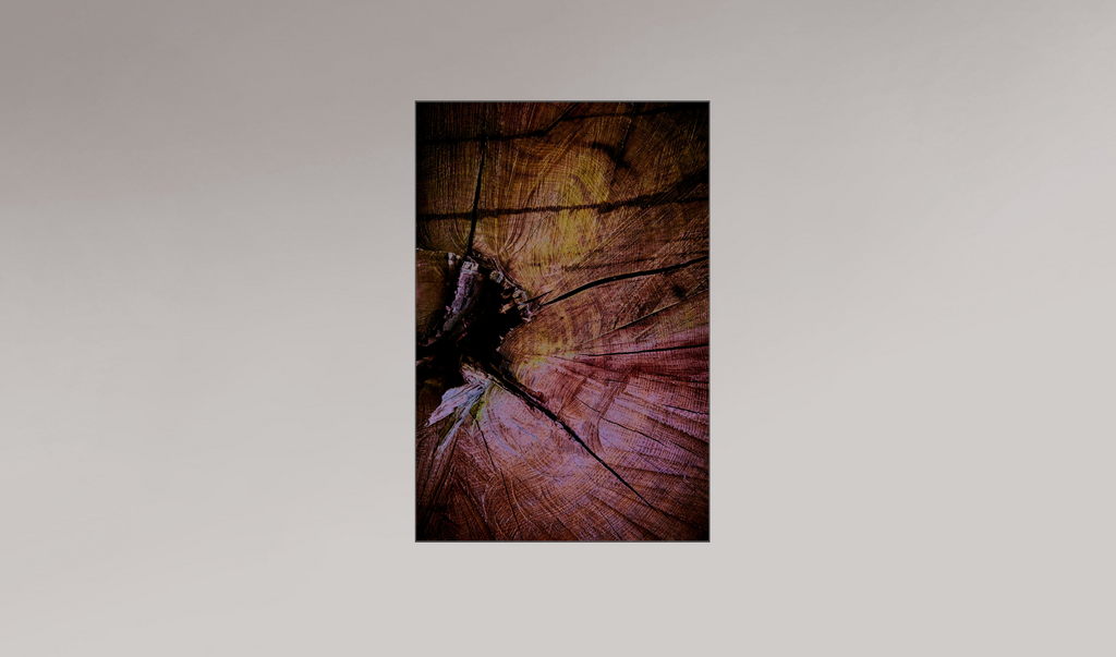 Palaeoptera (r)