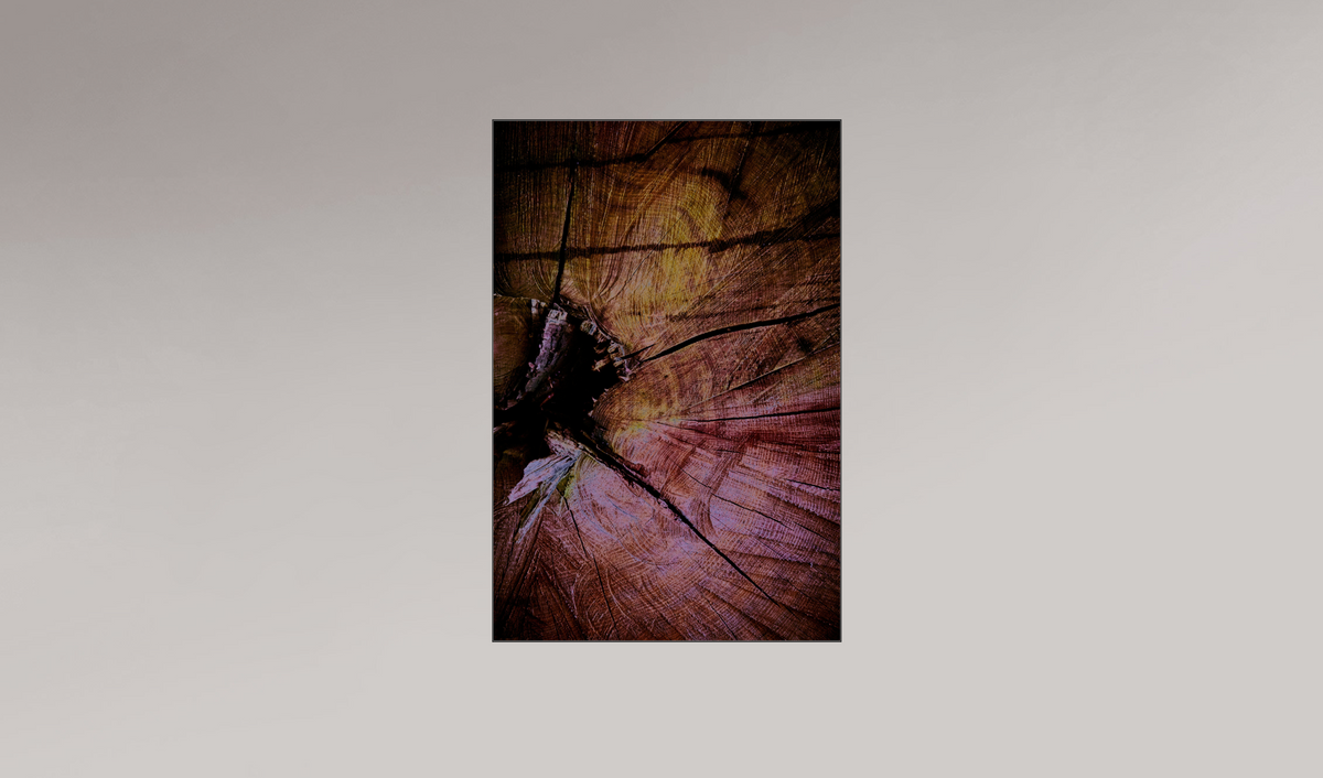 Palaeoptera (r)
