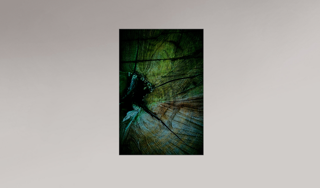 Palaeoptera (g)