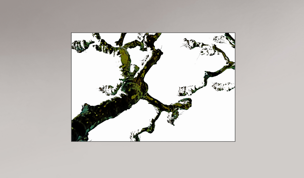 lignoo