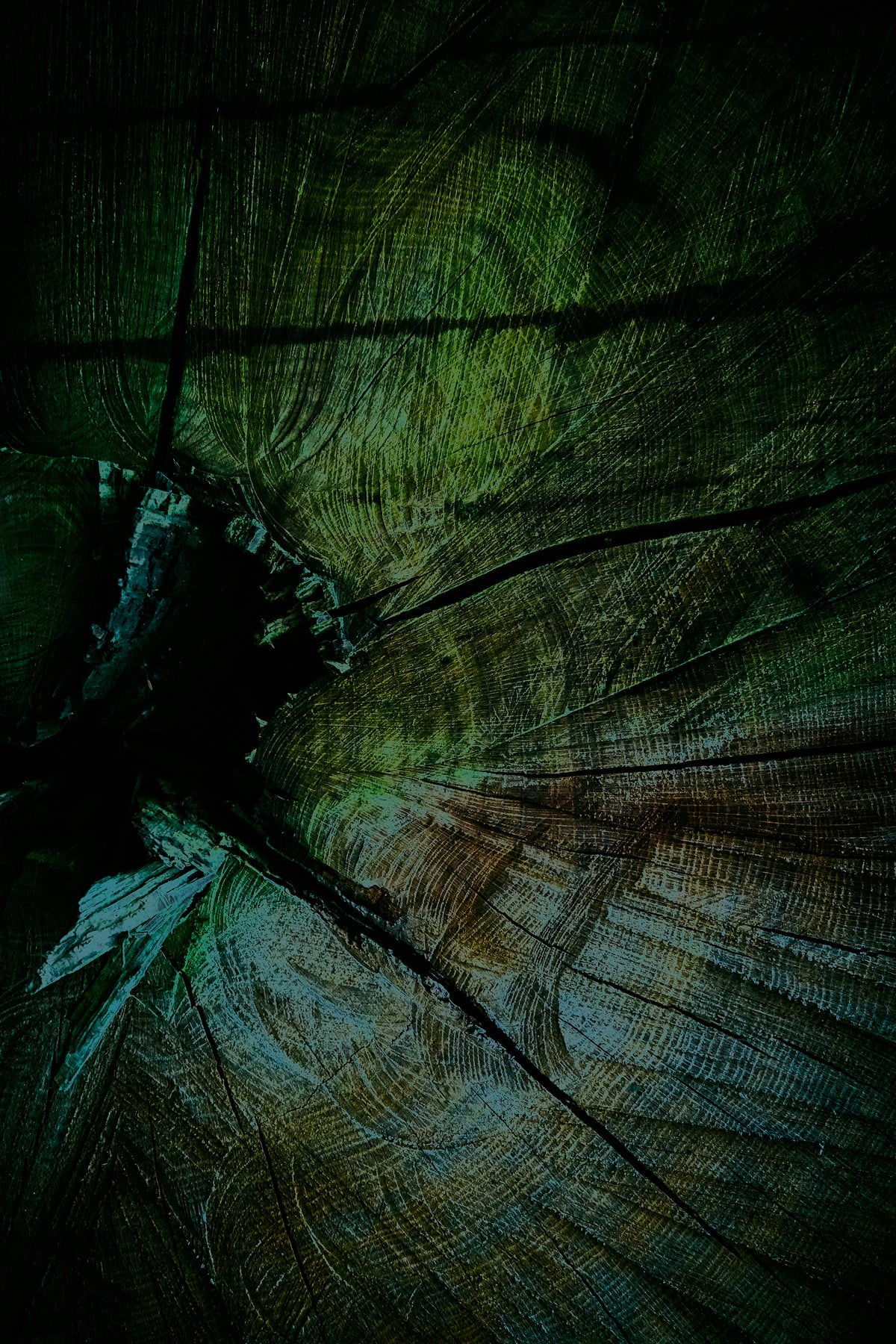 Palaeoptera (g)