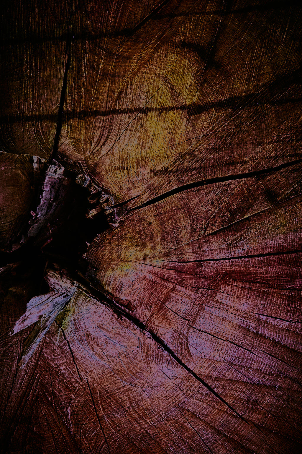 Palaeoptera (r)