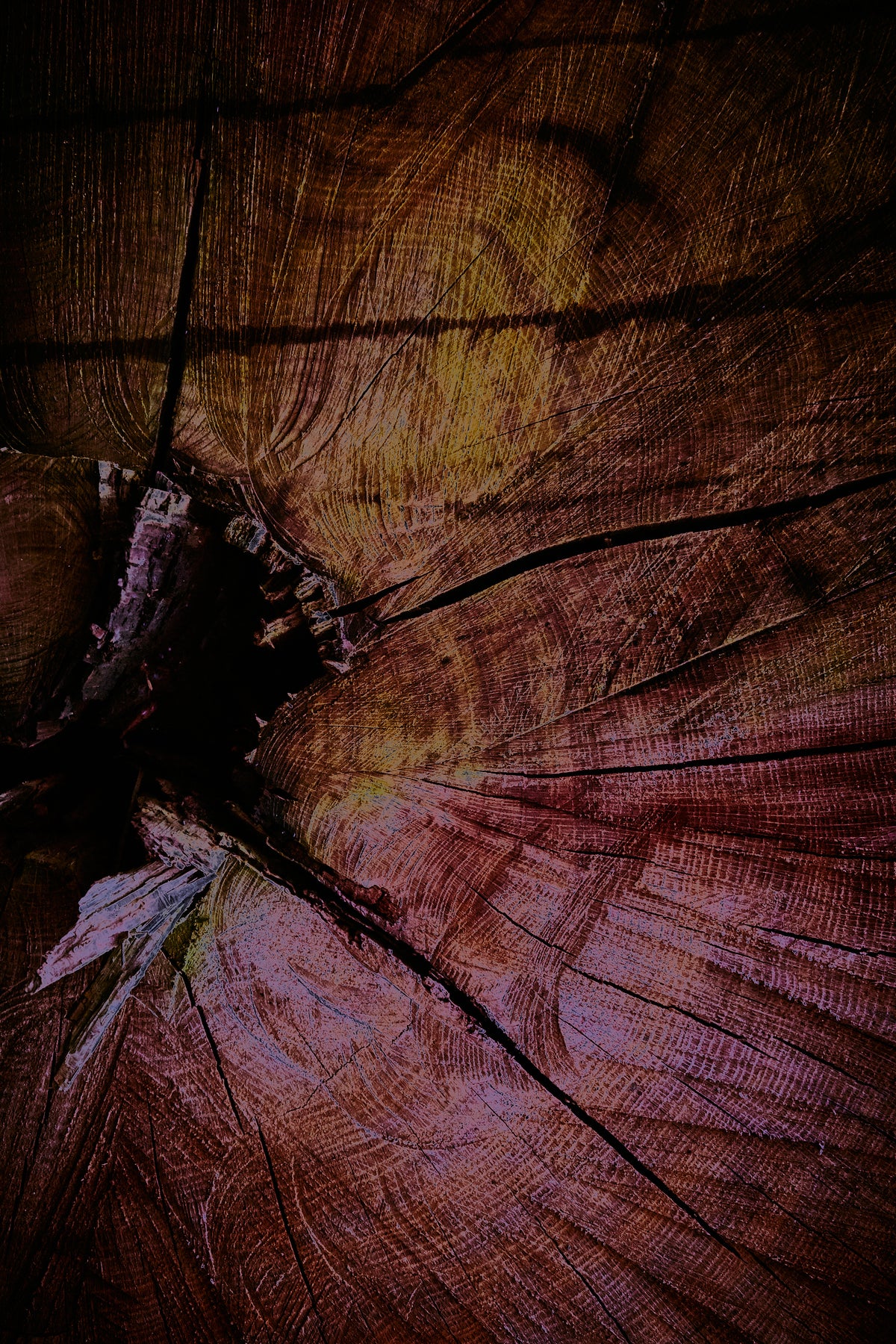 Palaeoptera (r)
