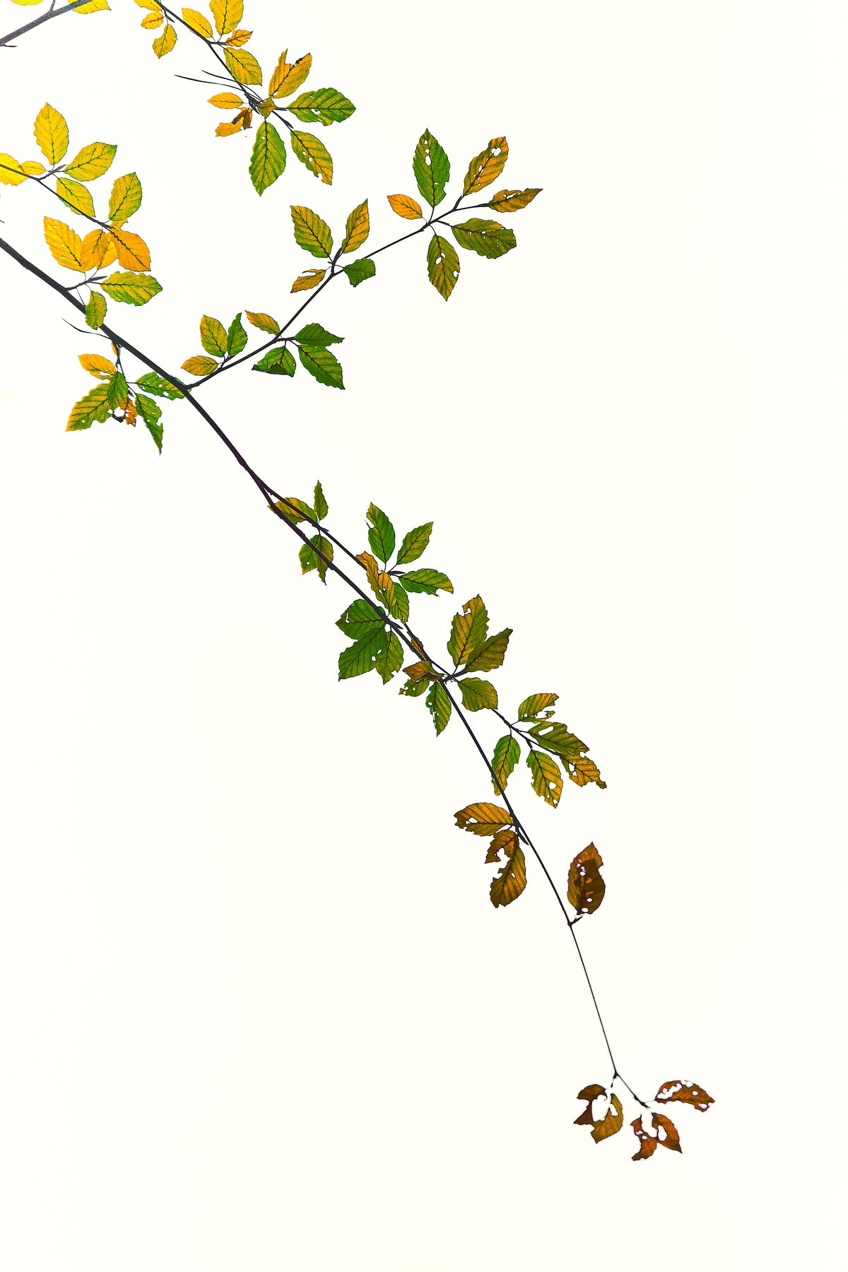 caterpillar feed